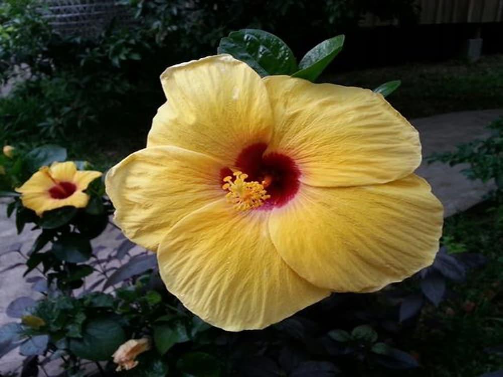 Bird Of Paradise Bungalows Kep Exterior photo